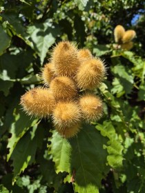 Annatto - Rúzsfa - Bixa orellana – sárga toktermésű, piros magú változat